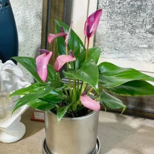 Pink Anthurium Zizou Live Plant - 4 inch Pot Tropical Houseplant - Image 2