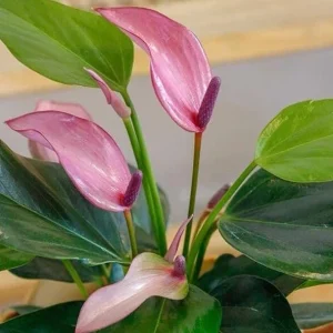 Pink Anthurium Zizou Live Plant - 4 inch Pot Tropical Houseplant - Image 3