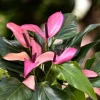 Pink Anthurium Zizou Live Plant - 4 inch Pot Tropical Houseplant - Image 1
