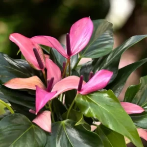 Pink Anthurium Zizou Live Plant - 4 inch Pot Tropical Houseplant - Image 1