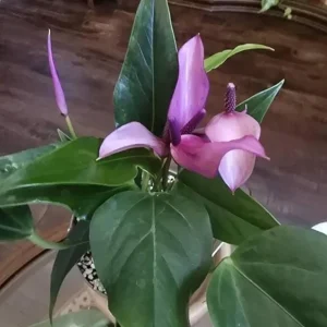 Pink Anthurium Zizou Live Plant - 4 inch Pot Tropical Houseplant - Image 6