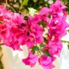 Pink Bougainvillea Live Plant – Flowering Perennial Vine – Starter 6-8 Inches - Image 1