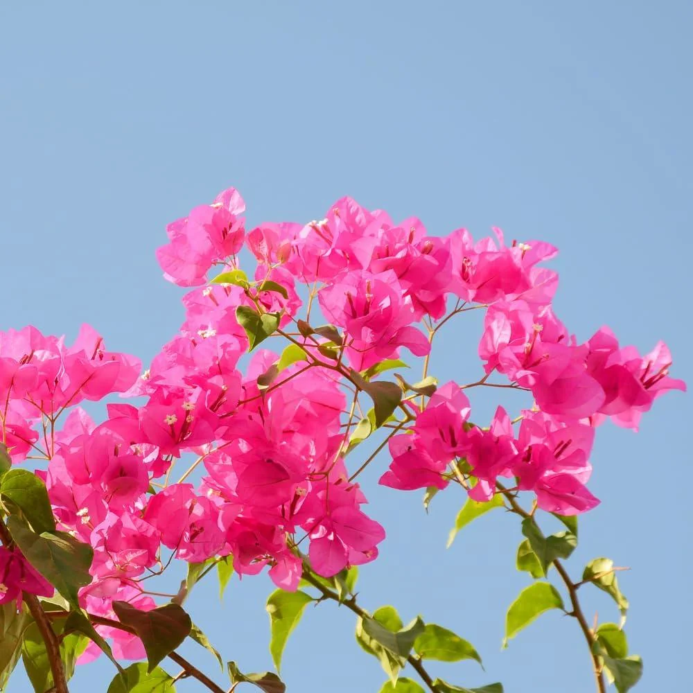 Pink Bougainvillea Live Plant – Flowering Perennial Vine – Starter 6-8 Inches - Image 2
