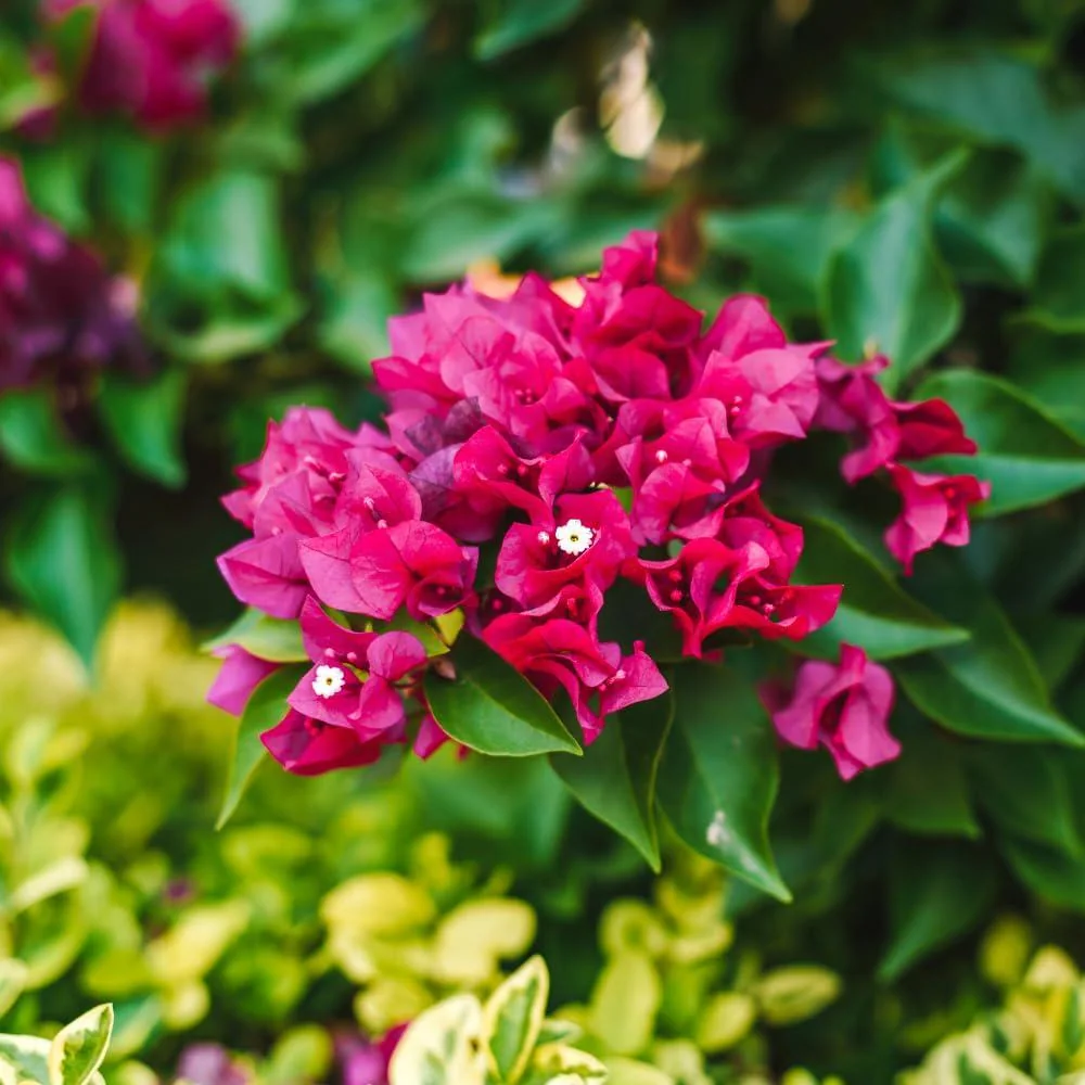 Pink Bougainvillea Live Plant – Flowering Perennial Vine – Starter 6-8 Inches - Image 3