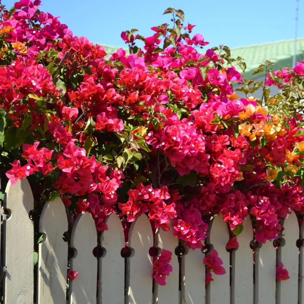 Pink Bougainvillea Live Plant – Flowering Perennial Vine – Starter 6-8 Inches - Image 4