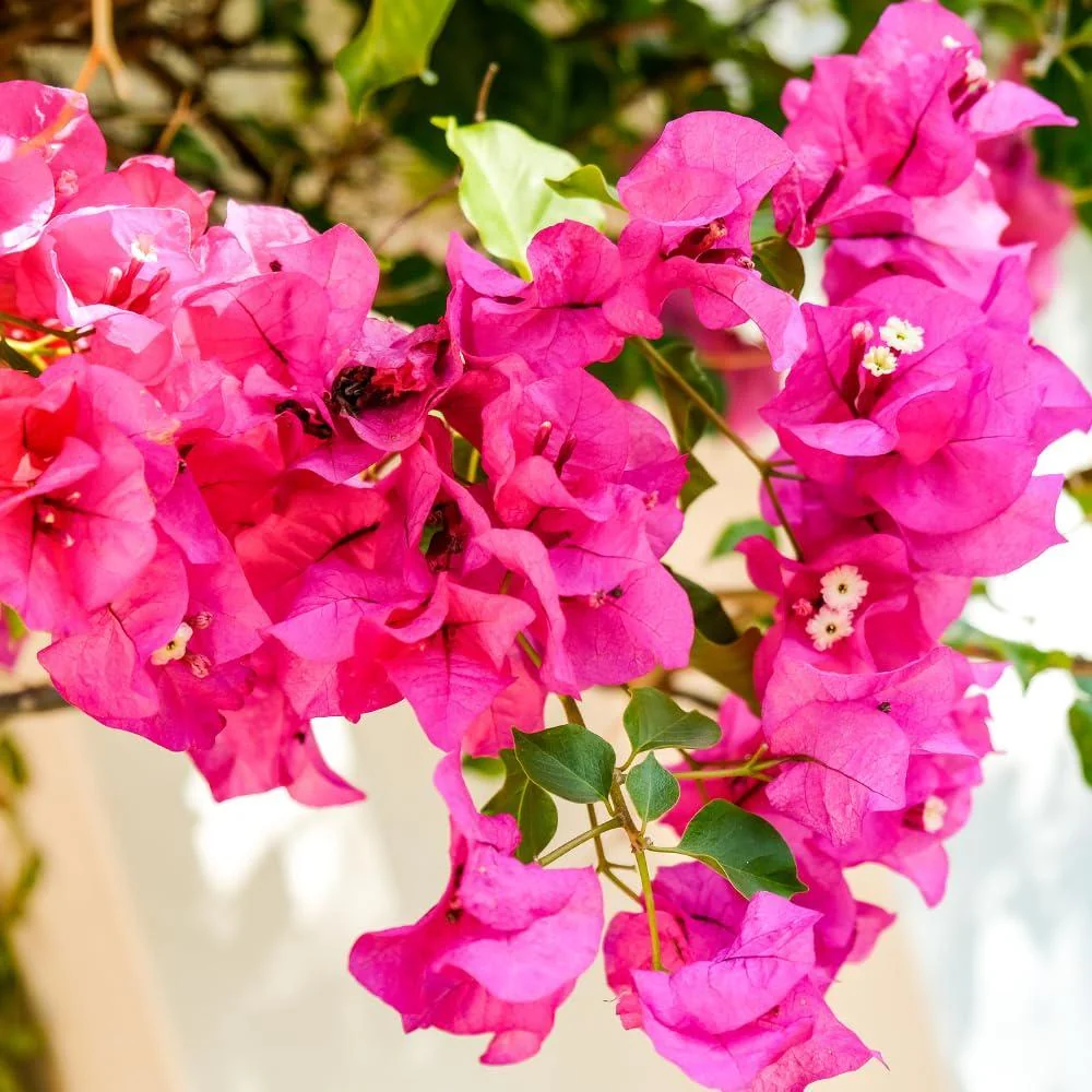 Pink Bougainvillea Live Plant – Flowering Perennial Vine – Starter 6-8 Inches - Image 1