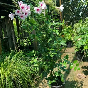 Pink Bower Vine Live Plant - Pandorea Jasminoides Rosea 2 ft tall in 6 inch pot - Image 2