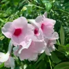 Pink Bower Vine Live Plant - Pandorea Jasminoides Rosea 2 ft tall in 6 inch pot - Image 1