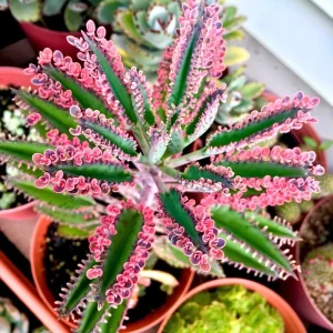 Pink Butterfly Kalanchoe Live Plant – Mother of Thousands Succulent – 2
