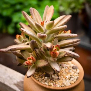 Pink Butterfly Kalanchoe Live Plant – Mother of Thousands Succulent – 2