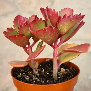 Pink Butterfly Kalanchoe Live Plant – Mother of Thousands Succulent – 2