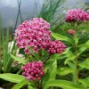 Pink Butterfly Milkweed (Asclepias Incarnata) Bare Root Plant - Pollinator Friendly - Image 1