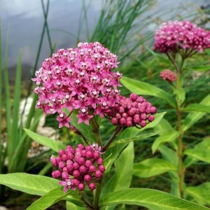 Pink Butterfly Milkweed (Asclepias Incarnata) Bare Root Plant - Pollinator Friendly - Image 1