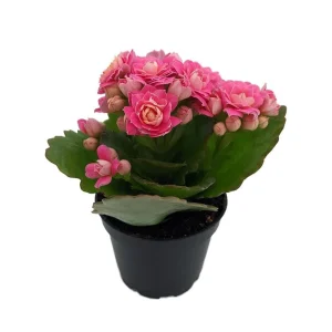 Pink Calandiva Live Plant – Kalanchoe – 2.5 Inch Pot – Double Pink Blooms – Indoor Plant - Image 1