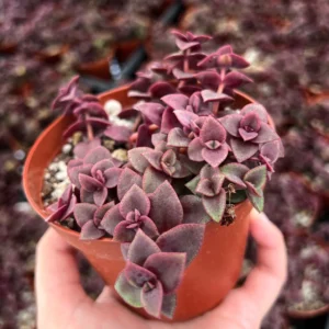 Pink Calico Kitten Trailing Succulent Live Plant | 4-6 inch Pot | Indoor Houseplant - Image 2