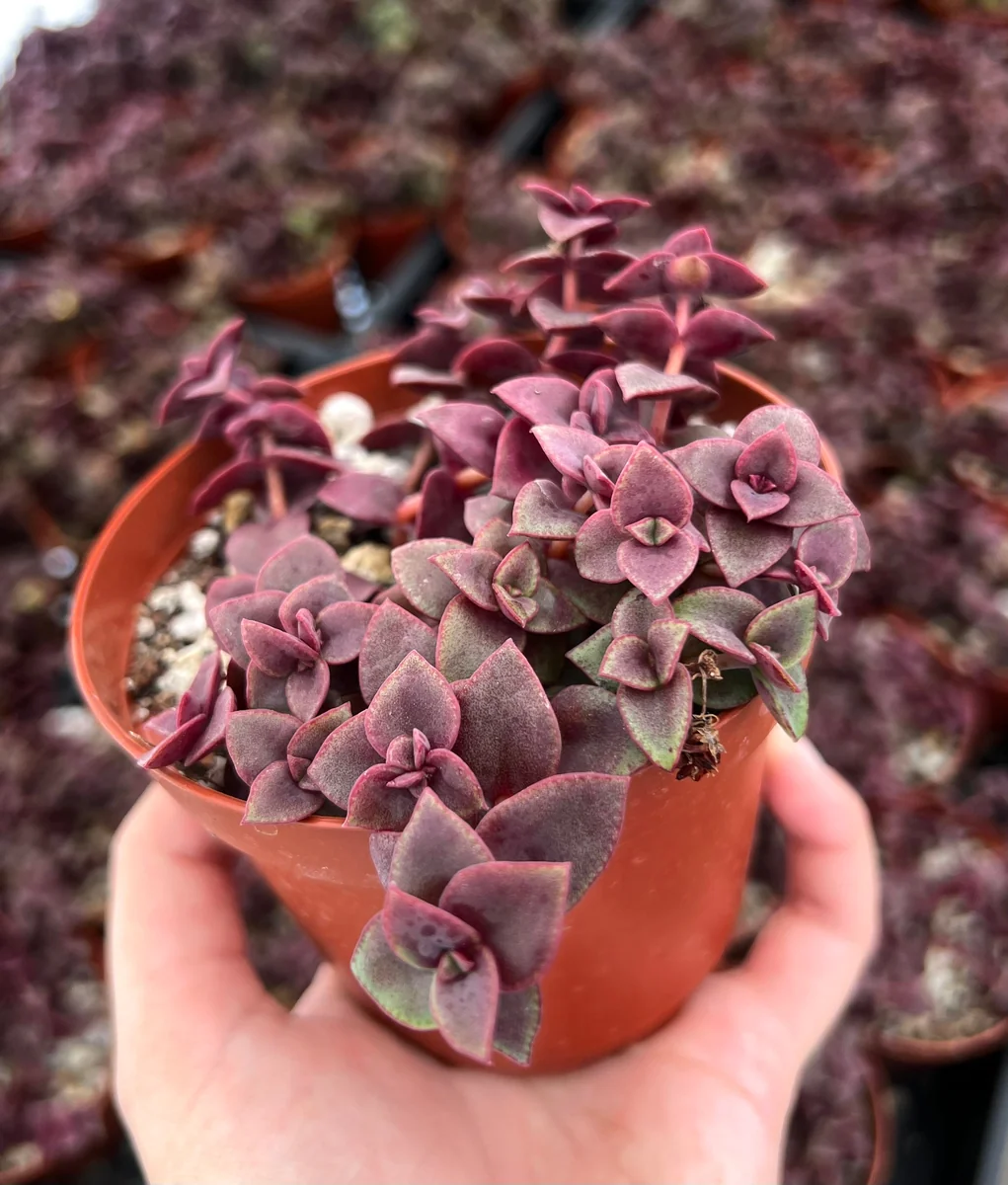 Pink Calico Kitten Trailing Succulent Live Plant | 4-6 inch Pot | Indoor Houseplant - Image 2