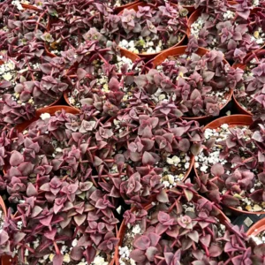 Pink Calico Kitten Trailing Succulent Live Plant | 4-6 inch Pot | Indoor Houseplant - Image 3