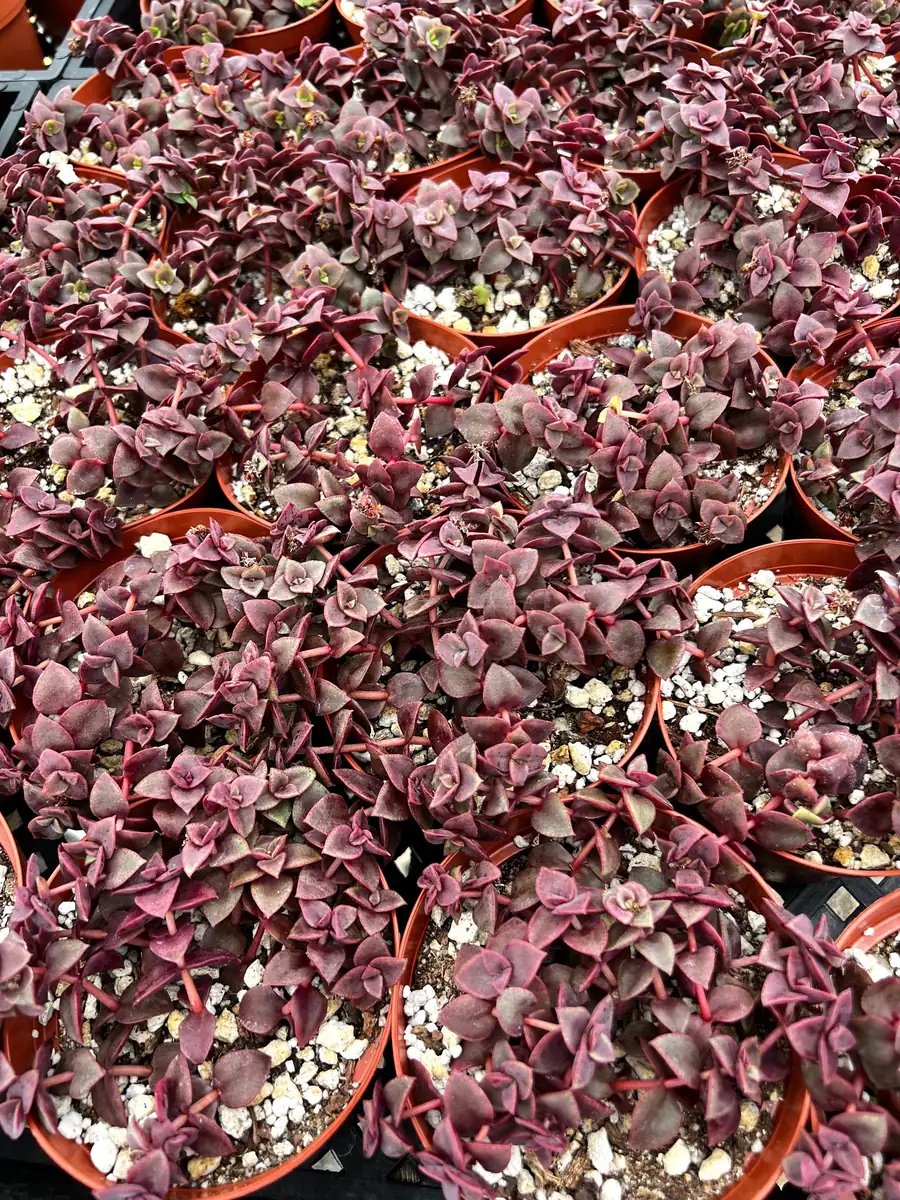 Pink Calico Kitten Trailing Succulent Live Plant | 4-6 inch Pot | Indoor Houseplant - Image 3