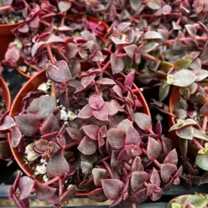 Pink Calico Kitten Trailing Succulent Live Plant | 4-6 inch Pot | Indoor Houseplant - Image 4