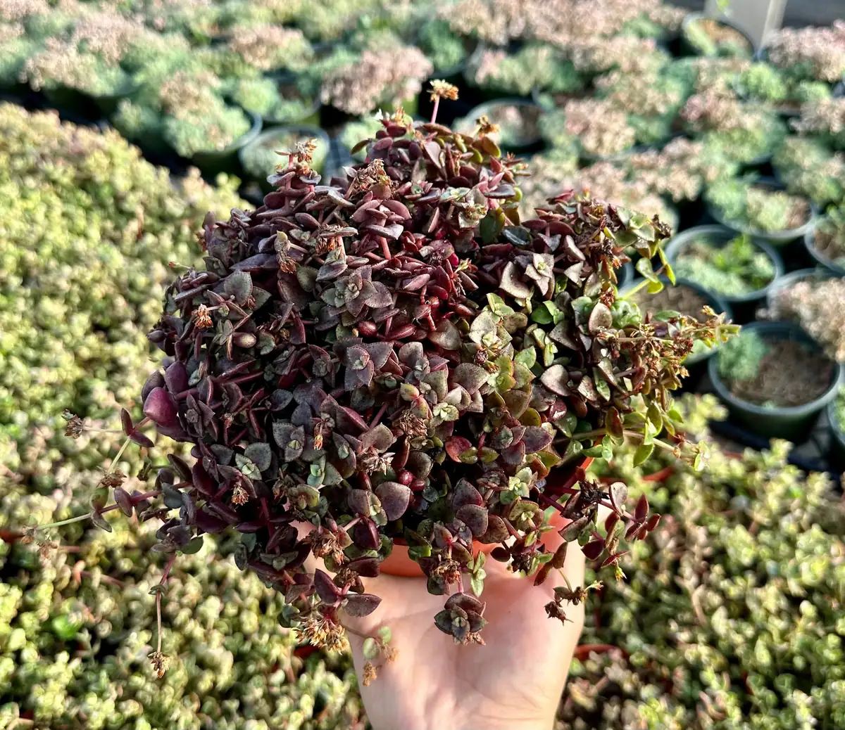 Pink Calico Kitten Trailing Succulent Live Plant | 4-6 inch Pot | Indoor Houseplant - Image 1