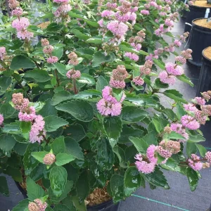 Pink Caryopteris Live Plant - Bluebeard Shrub - 4 inch Pot - Outdoor - Image 1