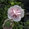 Pink Chiffon Rose of Sharon Live Plant – 4 inch Pot – Outdoor Shrub - Image 1