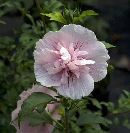 Pink Chiffon Rose of Sharon Live Plant – 4 inch Pot – Outdoor Shrub - Image 1