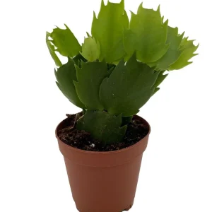 Pink Christmas Cactus Live Plant - Zygocactus - 2 inch Pot Indoor - Image 2