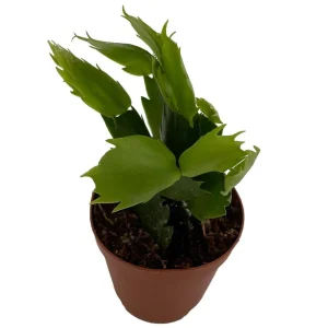Pink Christmas Cactus Live Plant - Zygocactus - 2 inch Pot Indoor - Image 3