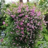 Pink Clematis Live Plant - Pink Mink® Variety - 4 inch Pot - Outdoor Flowering Vine - Image 1