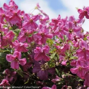 Pink Clematis Live Plant - Pink Mink® Variety - 4 inch Pot - Outdoor Flowering Vine - Image 2