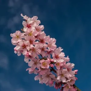 Pink Cloud Flowering Cherry Tree – 2-3 ft Tall, Grafted, Live Plant in 3 Gal Pot - Image 2