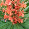 Pink Coral Hedychium Ginger Rhizomes - 2x Live Bulbs, Tropical Plant - Image 1