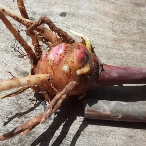 Pink Coral Hedychium Ginger Rhizomes - 2x Live Bulbs, Tropical Plant - Image 3