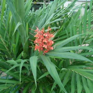 Pink Coral Hedychium Ginger Rhizomes - 2x Live Bulbs, Tropical Plant - Image 4