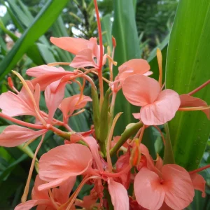 Pink Coral Hedychium Ginger Rhizomes - 2x Live Bulbs, Tropical Plant - Image 5
