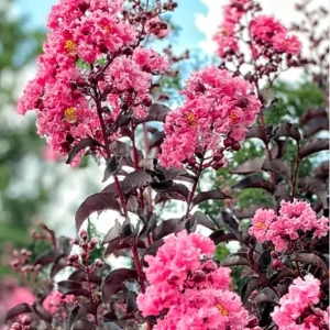 Pink Crepe Myrtle Live Plant – 12-14 Inches Tall Flowering Shrub - Image 2