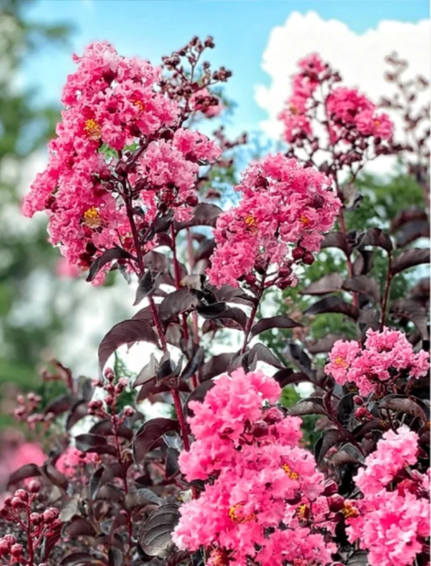 Pink Crepe Myrtle Live Plant – 12-14 Inches Tall Flowering Shrub - Image 2