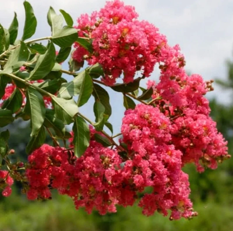 Pink Crepe Myrtle Live Plant – 12-14 Inches Tall Flowering Shrub - Image 3