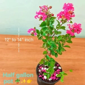 Pink Crepe Myrtle Live Plant – 12-14 Inches Tall Flowering Shrub - Image 4