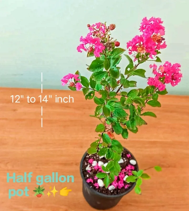 Pink Crepe Myrtle Live Plant – 12-14 Inches Tall Flowering Shrub - Image 4
