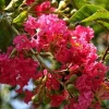 Pink Crepe Myrtle Live Plant – 12-14 Inches Tall Flowering Shrub - Image 1