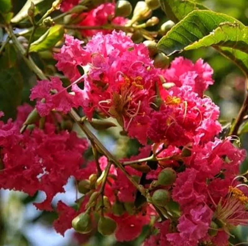 Pink Crepe Myrtle Live Plant – 12-14 Inches Tall Flowering Shrub - Image 1