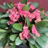 Pink Crown of Thorns Live Plant, Euphorbia milii, 6 inch Pot, Indoor/Outdoor - Image 1