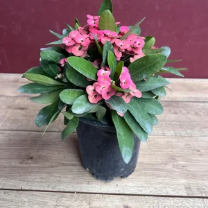 Pink Crown of Thorns Live Plant, Euphorbia milii, 6 inch Pot, Indoor/Outdoor - Image 2