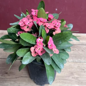 Pink Crown of Thorns Live Plant, Euphorbia milii, 6 inch Pot, Indoor/Outdoor - Image 3