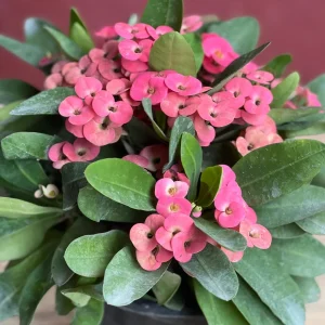 Pink Crown of Thorns Live Plant, Euphorbia milii, 6 inch Pot, Indoor/Outdoor - Image 1