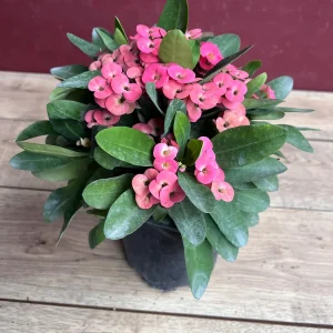 Pink Crown of Thorns Live Plant, Euphorbia milii, 6 inch Pot, Indoor/Outdoor - Image 5
