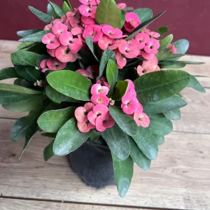 Pink Crown of Thorns Live Plant, Euphorbia milii, 6 inch Pot, Indoor/Outdoor - Image 6