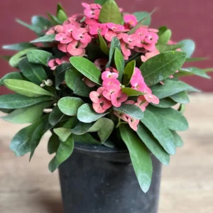 Pink Crown of Thorns Live Plant, Euphorbia milii, 6 inch Pot, Indoor/Outdoor - Image 7